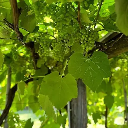 Idyllium Relais- Countryside With Panoramic Pool And Breathtaking Sea Views Дом отдыха Специя